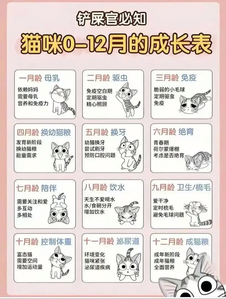 猫咪换毛两次，春季秋季掉毛多，如何护理？（猫一年换几次毛）