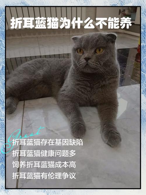 科学喂养更长寿（折耳蓝猫能活多少岁）