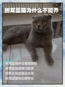 科学喂养更长寿（折耳蓝猫能活多少岁）