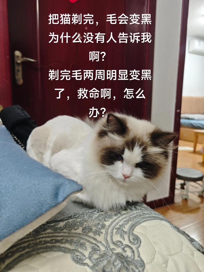 剃毛伤猫咪？温柔梳毛更爱它！（男子给猫剃毛后不高兴）