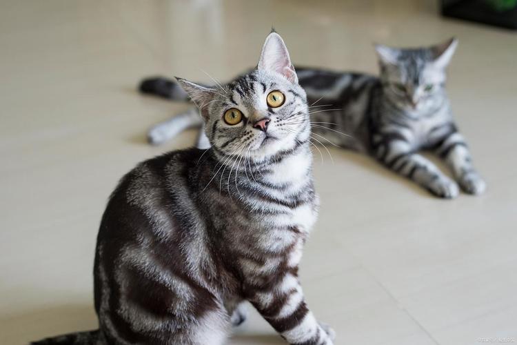 虎斑猫与混血猫（虎斑猫分几个品种图片）