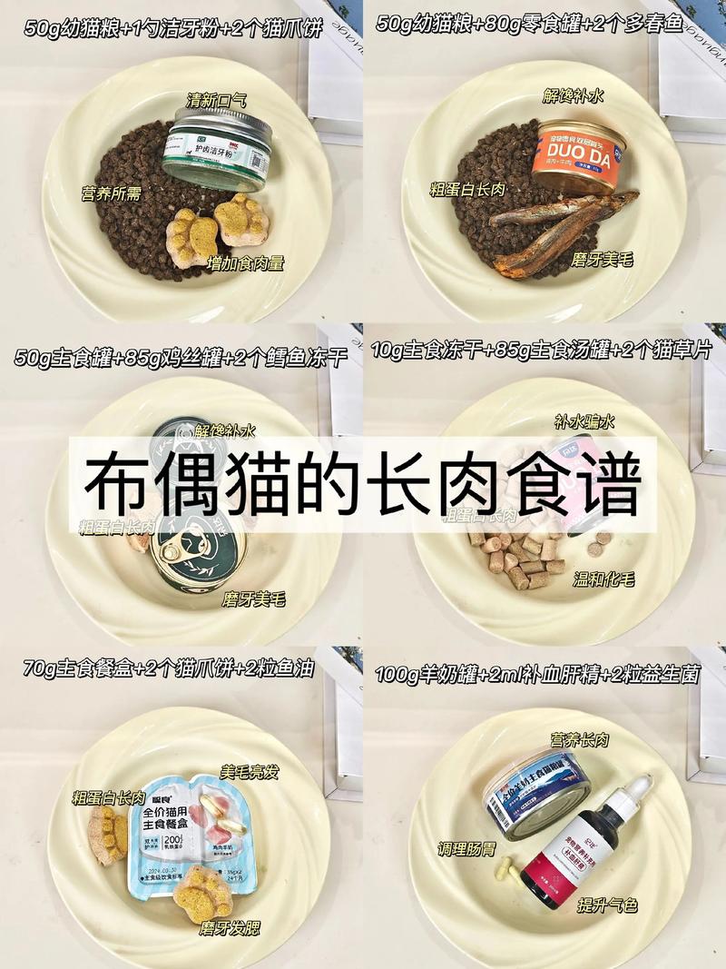 布偶猫毛发亮泽的饮食秘诀（布偶猫营养餐有哪些）