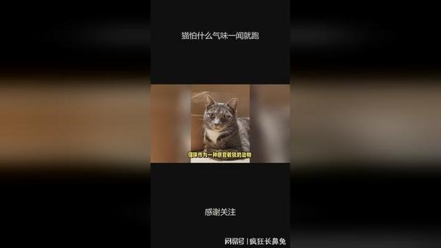 野猫对多种气味敏感，迅速逃离（野猫怕什么气味一闻就跑）