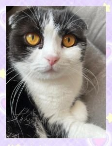 美貌惹麻烦，成熟男守护真爱（梨花by苏格兰折耳猫）