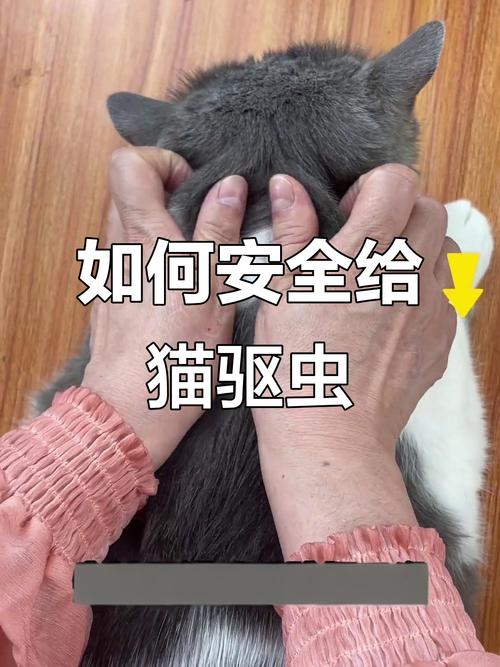 柠檬橘皮赶走猫，醋水喷洒也有效（有什么东西驱猫效果最简单方法）