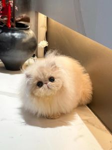 天生萌态，网络宠儿（波斯猫眯着它的双眼）