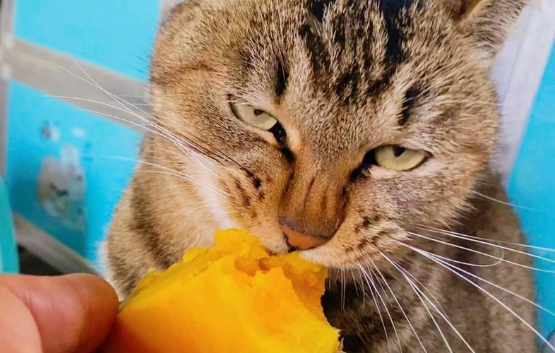 红薯可喂猫但需谨慎，适量煮熟无调料为佳（猫 吃红薯）