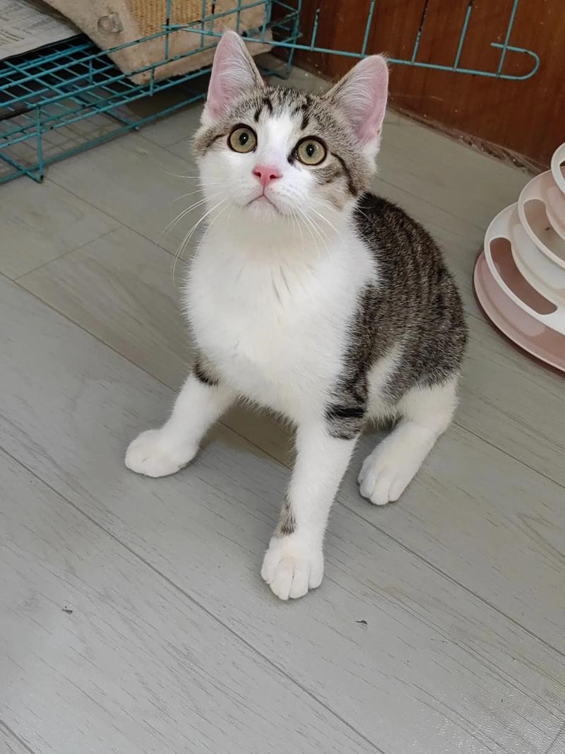 聪明忠诚的本土伴侣猫（狸花猫照片）