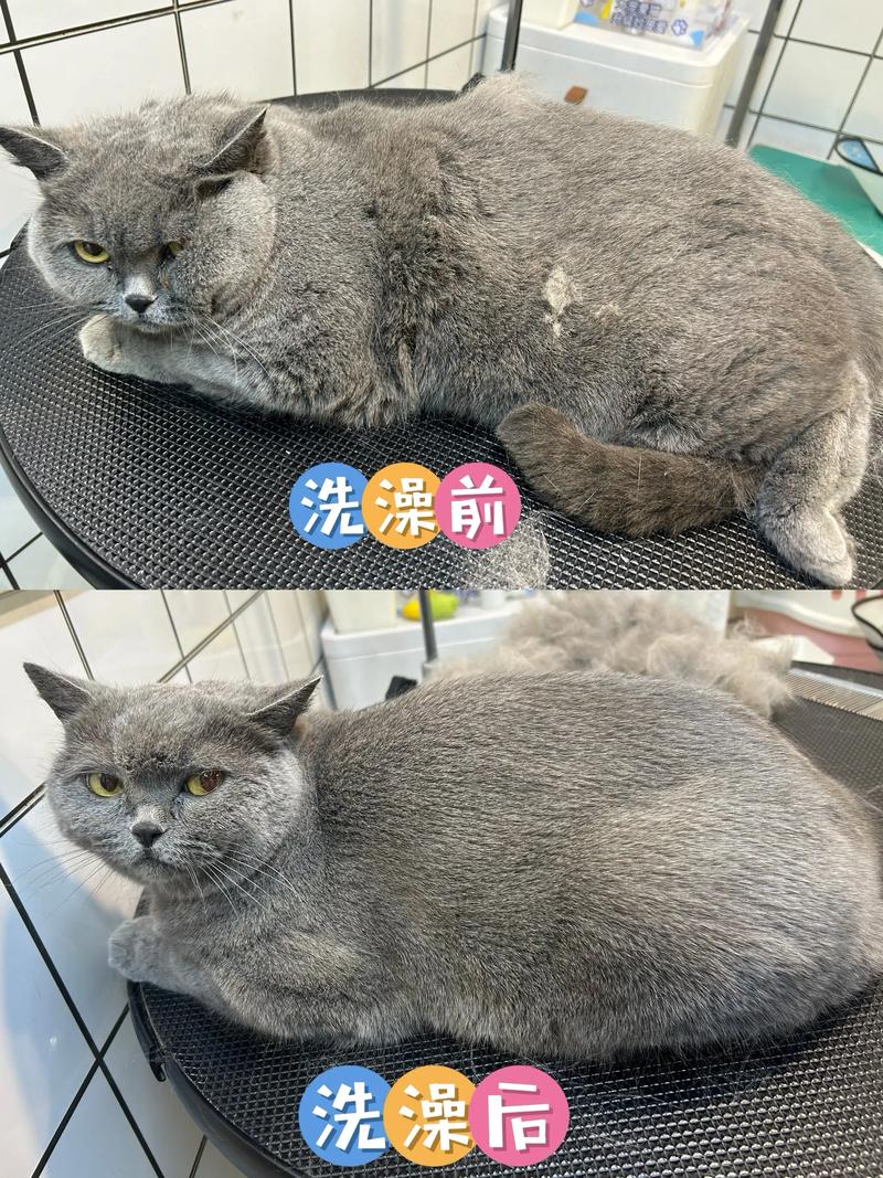 剃毛后猫咪多久长毛？养护知识（猫咪剃了毛一个月长多少）