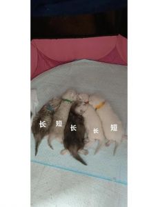 幼猫毛发长短怎么分？（长毛猫和短毛猫小时候怎么区分）