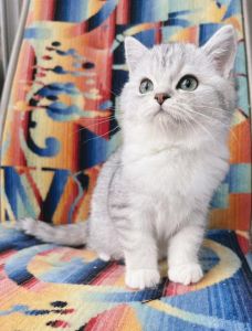 区分英短虎斑猫与美短虎斑猫（英短虎斑猫）