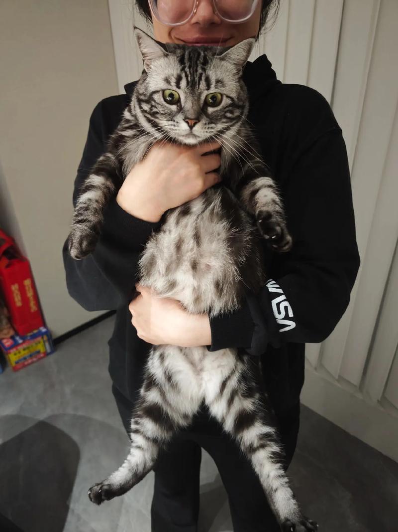 领地气味多样睡姿敏感互动（黑色虎斑猫图片）