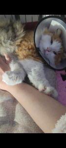 猫咪剪毛好与坏？需谨慎！（猫咪的毛可以剪短吗）