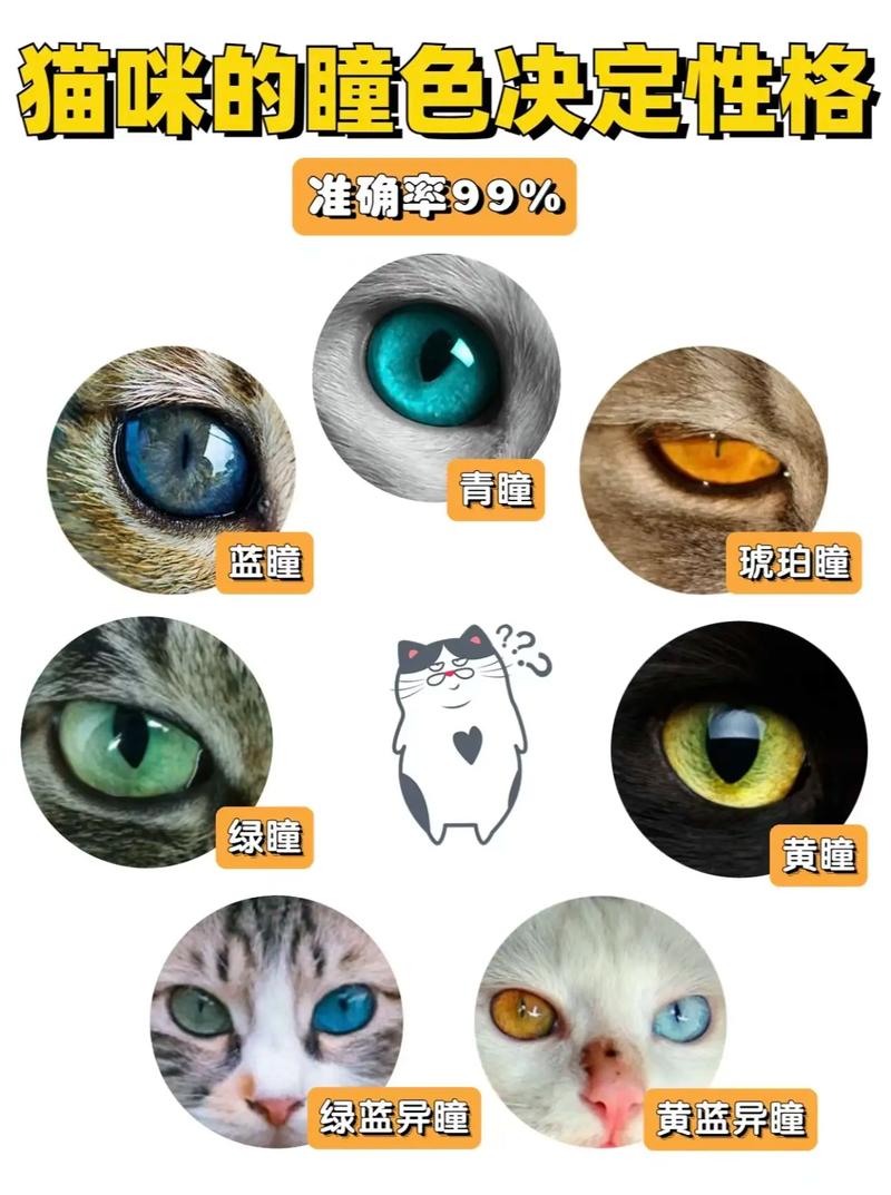 美丽背后健康风险知多少？（异瞳猫为何要尽量少养）
