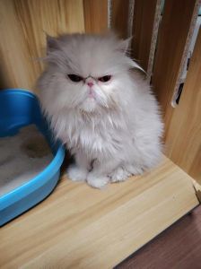 好看但要注意健康（黄眼波斯猫）