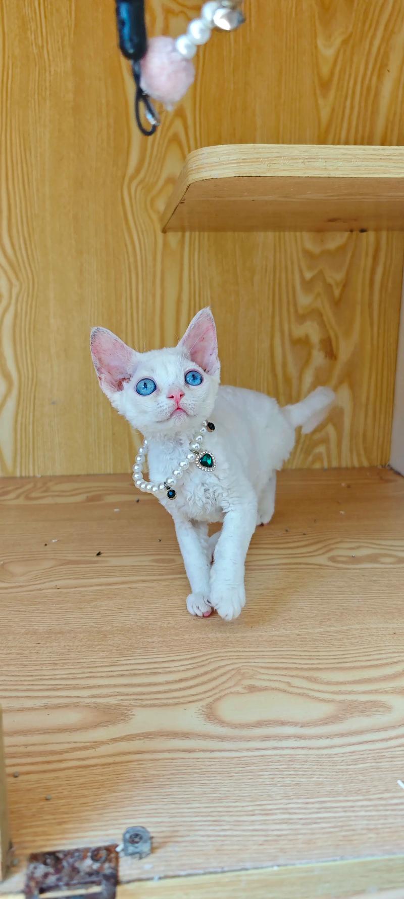 多种猫咪的统称，养护需注意（白色蓝眼睛的猫是什么品种）