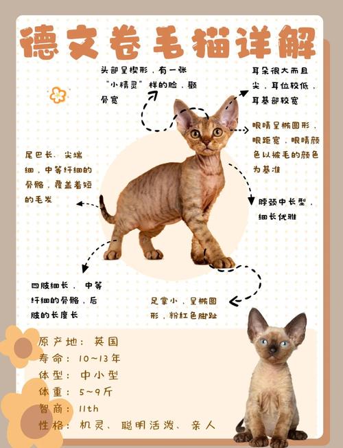 养德文卷毛猫要细心的清洁和护理（养德文猫10大忌）