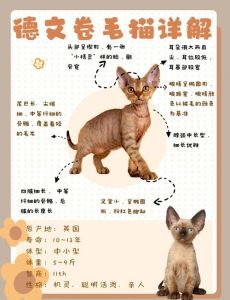养德文卷毛猫要细心的清洁和护理（养德文猫10大忌）