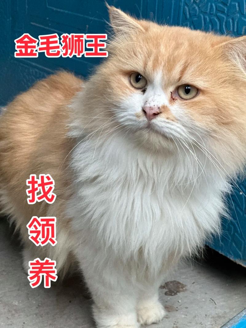 防打结少掉毛，健康舒适好方法（长毛猫多久梳一次毛）