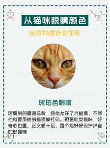 猫咪眼睛颜色与性格的关系（各种眼睛颜色不一样的猫说法）