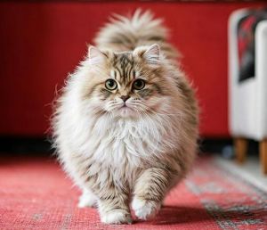 波斯猫难养又费钱，养猫人避而远之？（为什么很少人养波斯猫）