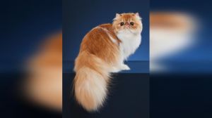 专配波斯猫，美毛健胃好选择（波斯猫ra32）