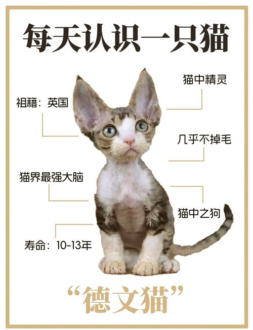 体型价格性格（德文卷毛猫养公的好还是母的好）