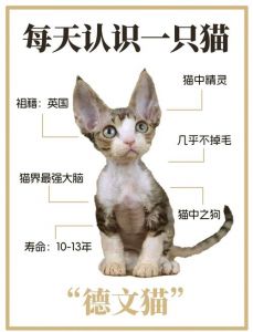 卷毛优雅，需保暖爱陪伴（德文猫不能随便养的原因）