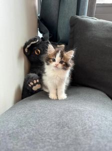 基因决定花色，多数是母猫（三花猫是什么品种混出来的）