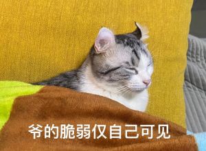 耳朵形状不同，健康差异大！（卷耳猫和折耳猫的区别）