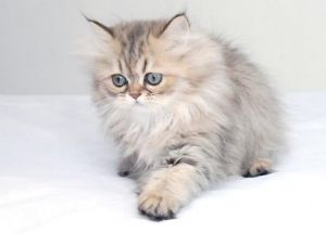 优雅长毛猫，温柔陪伴好伙伴（金吉拉是什么品种的猫）