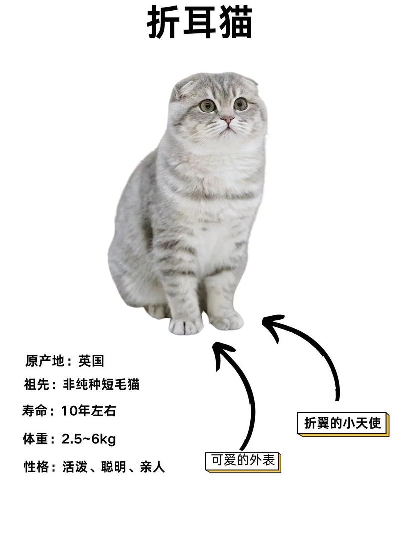 停止养折耳猫，它们天生痛苦！（为什么养折耳猫很残忍）