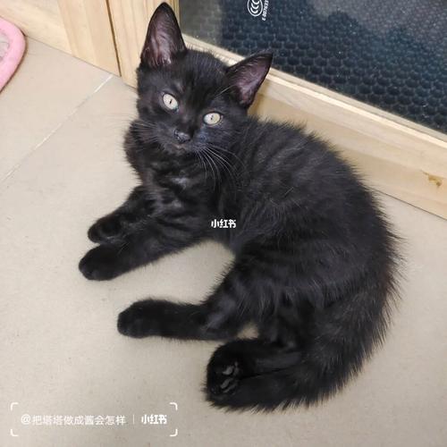 领地气味多样睡姿敏感互动（黑色虎斑猫图片）