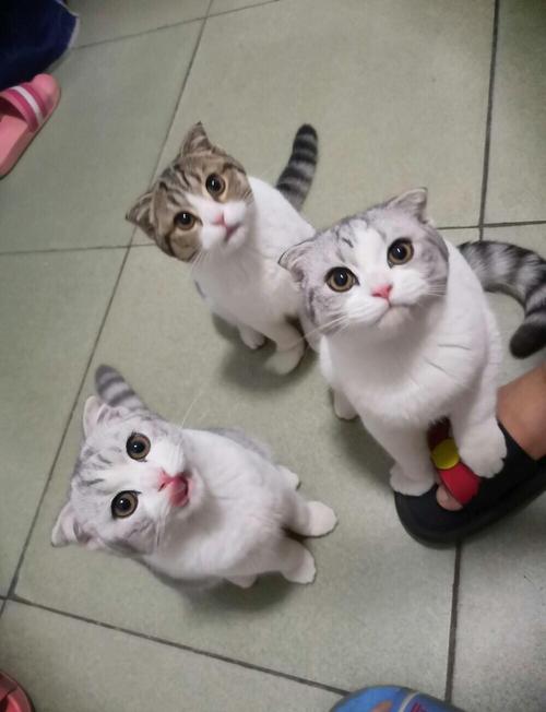 科学养护减轻关节痛（折耳猫能正常生活吗）