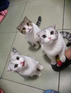 终身疼痛，养前必看（折耳猫真的不能养吗）