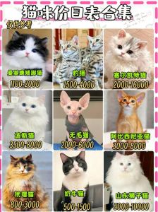 虎斑猫价格1500-5000元，美短特征注意选正规渠道（虎斑猫多少钱一只正常价）
