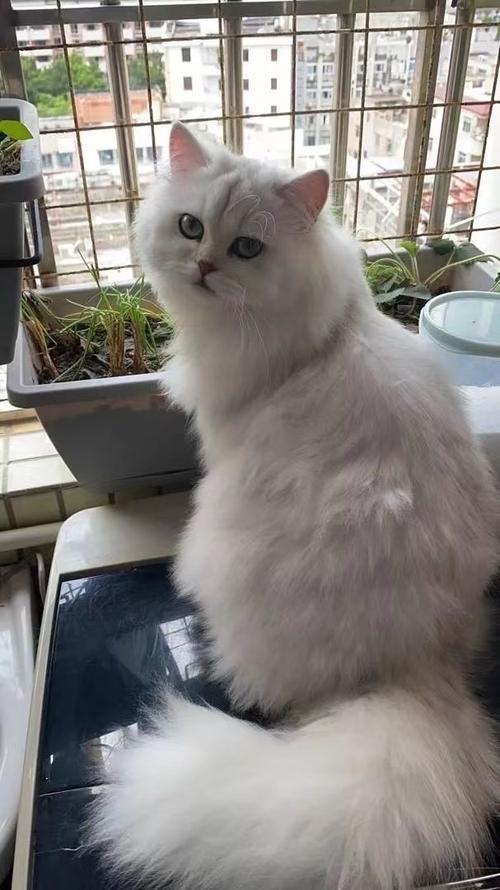 华丽外表 温和性格 宠物新选择（纯种波斯猫的图片）