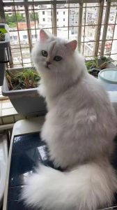 华丽外表 温和性格 宠物新选择（纯种波斯猫的图片）