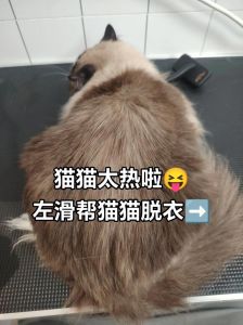 四月猫咪掉毛多？别剃毛，梳毛饮食是关键！（4月份可以给猫剃毛吗）