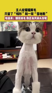猫咪夏天不剃毛，科学防暑有方法（可以给猫咪剃毛吗）