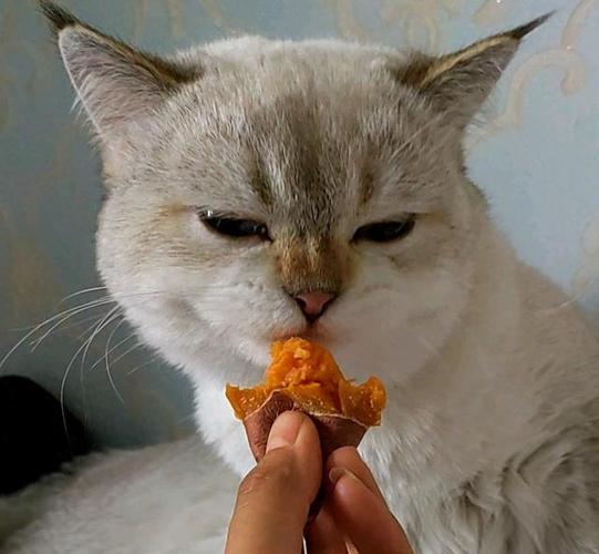 红薯可喂猫，但量要少要谨慎（小猫吃红薯有什么好处）