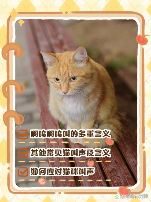 猫咪叫声饿了渴了不舒服？速来应对！（什么时候的猫叫需要理它）