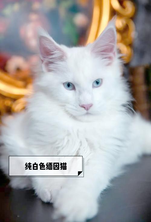 威严外表下的小粘人精（缅因猫认主人的表现）
