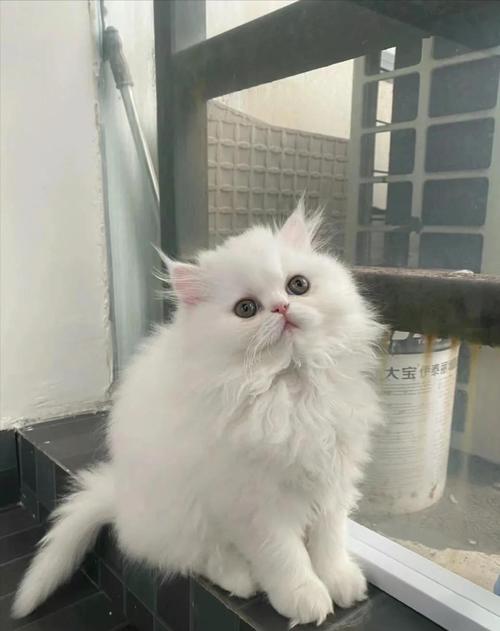 梳毛控食勤运动，护眼选粮保健康（波斯猫最忌三种东西）