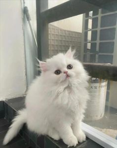 梳毛控食勤运动，护眼选粮保健康（波斯猫最忌三种东西）
