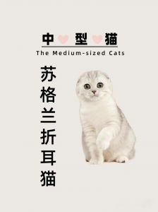 梨花下苏格兰折耳猫的迷人日常（梨花又开放苏格兰折耳猫）