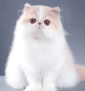 华丽长毛，温柔高傲，需细致护理（波斯猫长什么样子图片）
