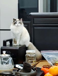 成年布偶猫换主人，耐心陪伴助其适应（成年布偶猫换个主人养的熟吗）