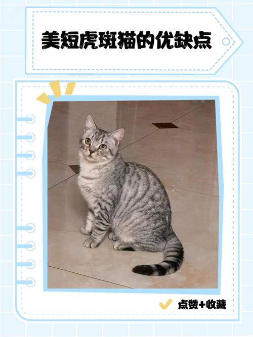 美短虎斑猫价格因血统外观地区供需而异（美短虎斑猫多少钱一只）