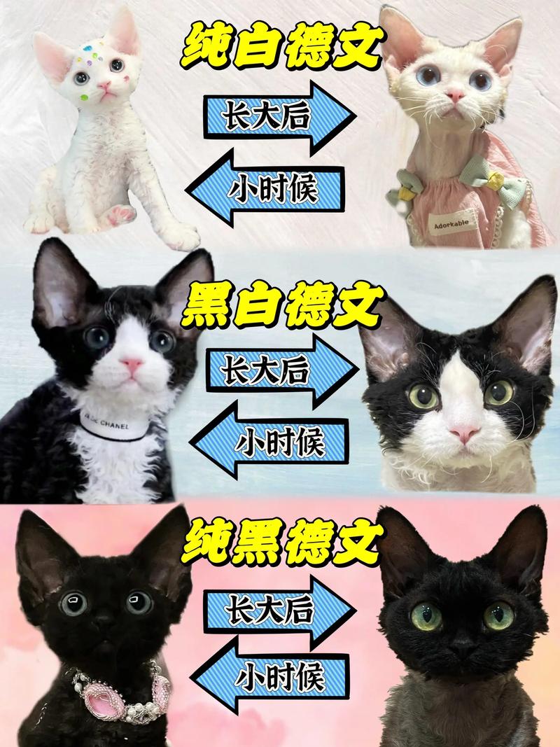 选猫咪？德文粘人暹罗活泼，选它看生活！（德文猫和暹罗猫哪个好养）